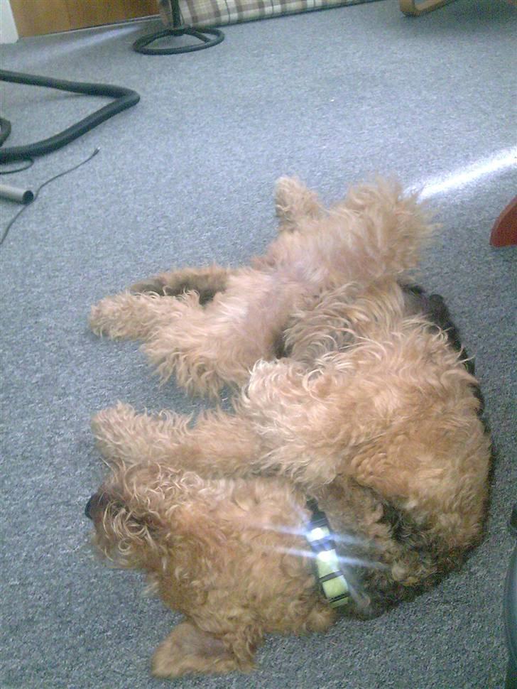 Airedale terrier Molly (plejebarn) billede 9