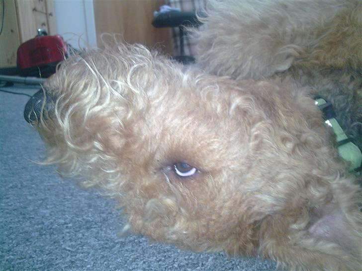 Airedale terrier Molly (plejebarn) billede 10