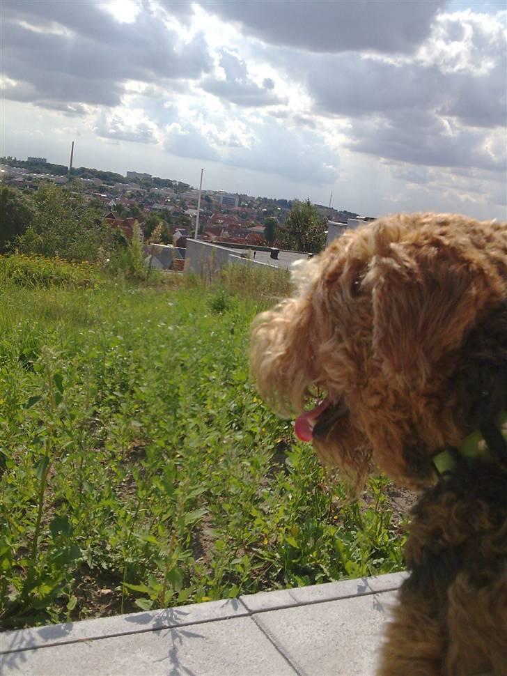 Airedale terrier Molly (plejebarn) billede 11