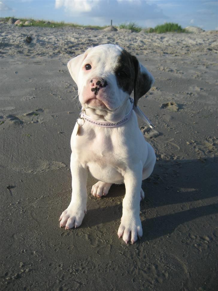 Amerikansk bulldog Coco Flirt - Min første tur på stranden... 02.08.08 billede 4