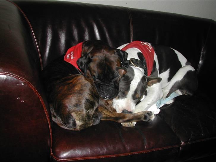 Boxer tyson - 2009 billede 13