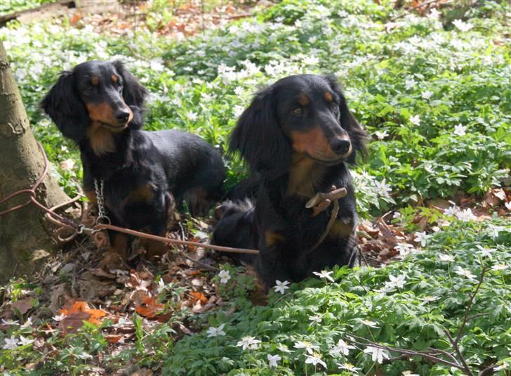 Gravhund Victor vom Waldwuffel - Forår i Boller skov billede 4