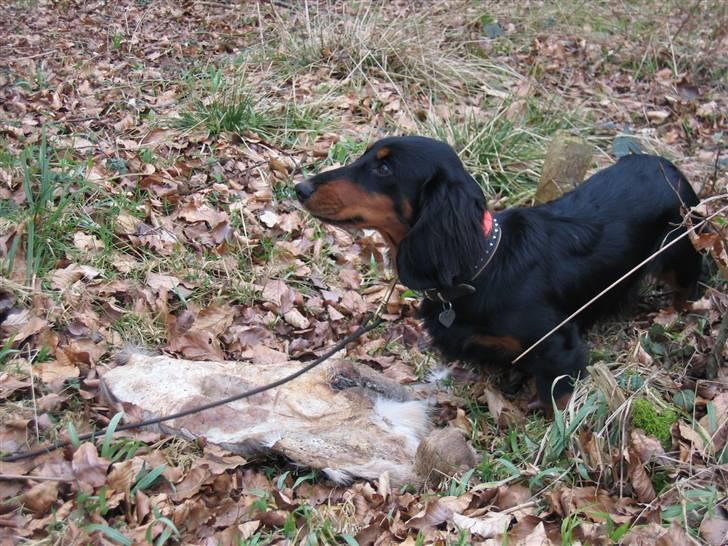 Gravhund Victor vom Waldwuffel - Spor arbejde billede 7