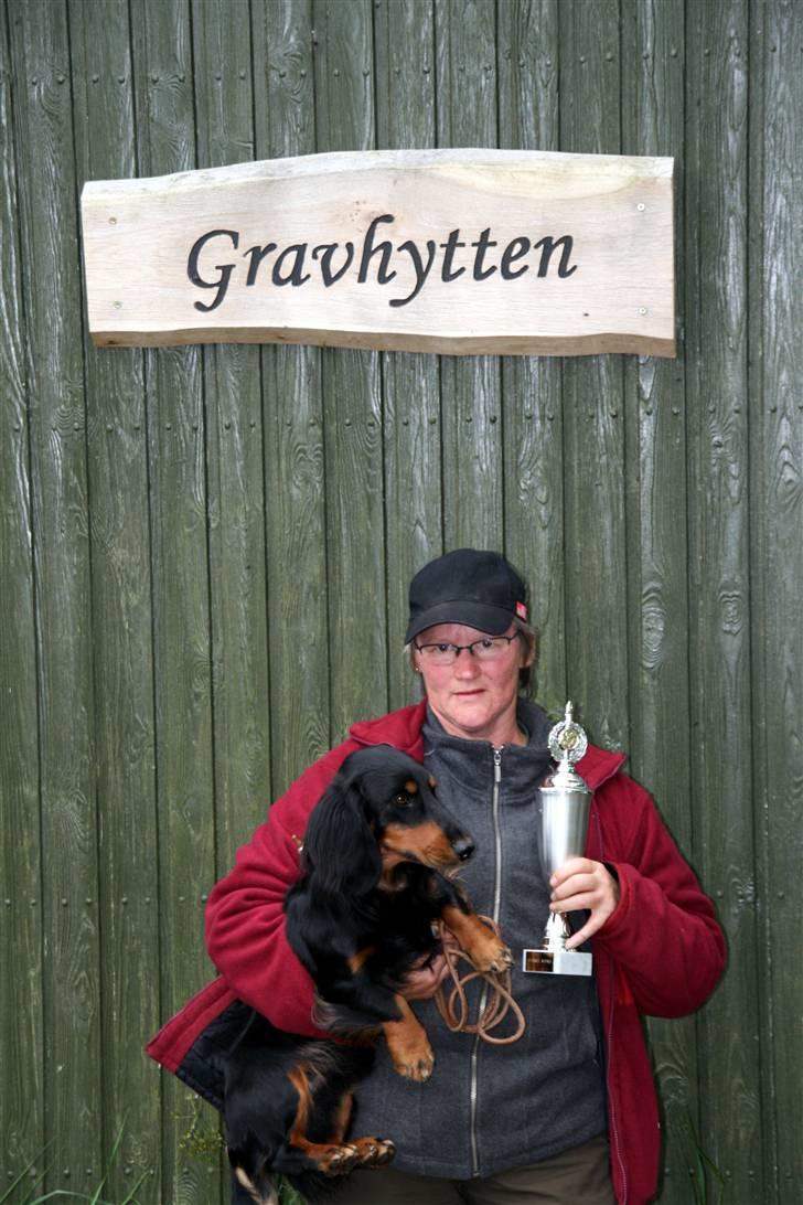 Gravhund Victor vom Waldwuffel - Garvprøve med 1.pr. samt ærespræmie i Tjæreborg 2008 billede 8