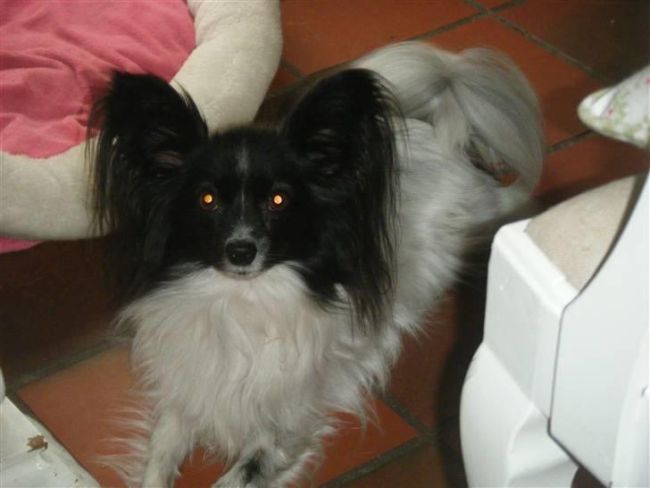 Papillon Sisse - Den 0706-09 billede 15