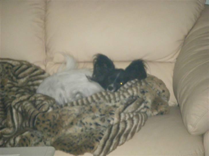 Papillon Sisse - Okt. 09 billede 16