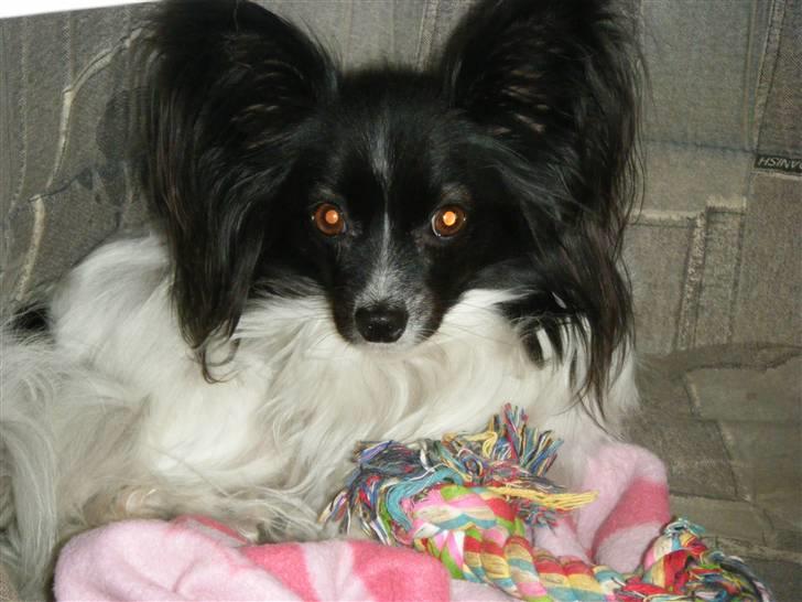 Papillon Sisse - Juli 2009 billede 17