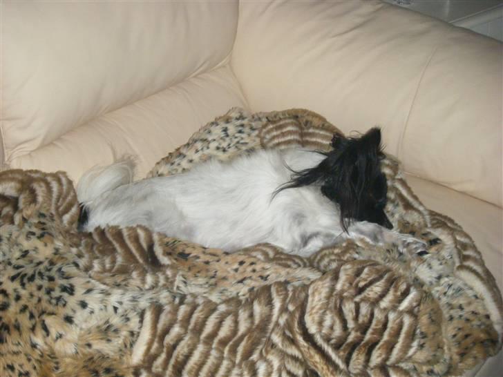 Papillon Sisse - Okt. 09 billede 18