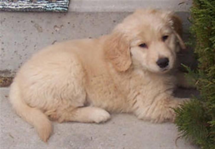 Golden retriever Blondi billede 2