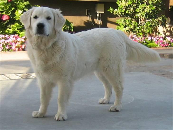 Golden retriever Blondi billede 3