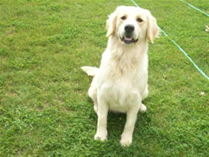 Golden retriever Blondi billede 4