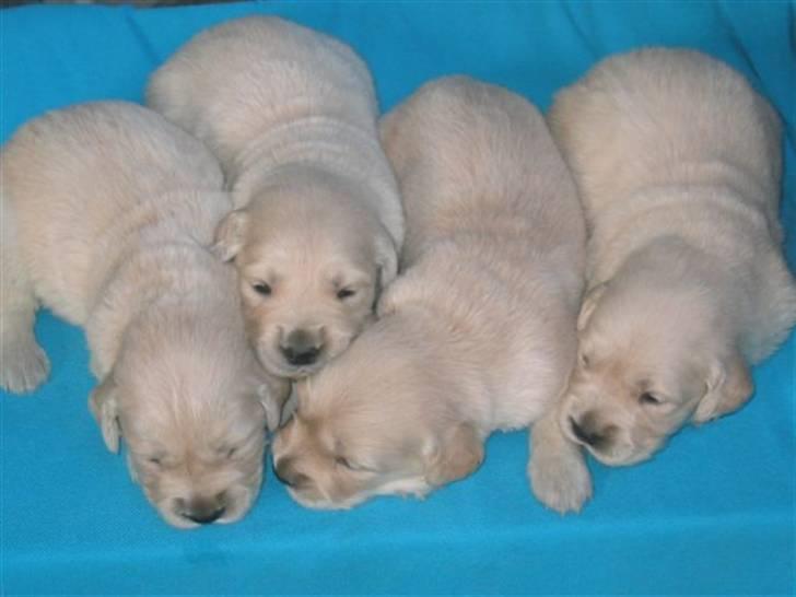 Golden retriever Blondi billede 5