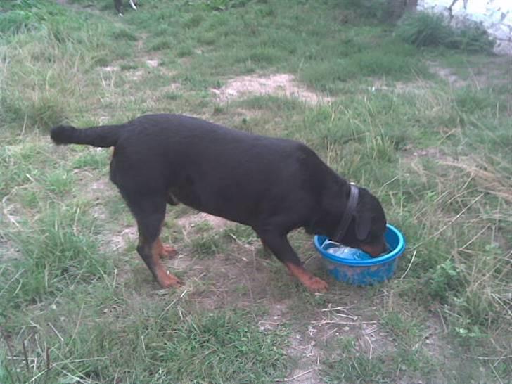 Rottweiler basse billede 13