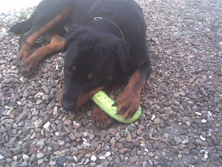 Rottweiler basse billede 14