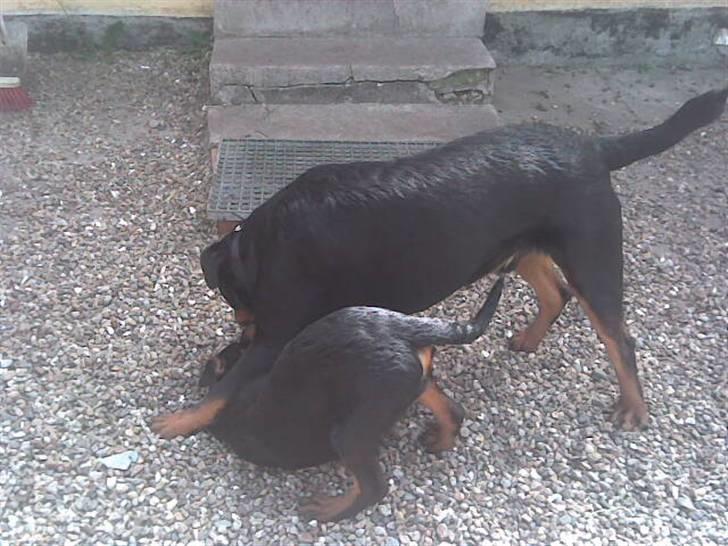 Rottweiler basse billede 15