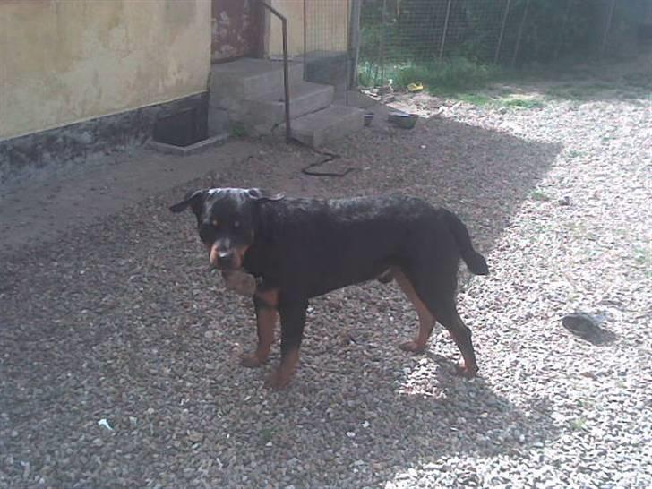 Rottweiler basse billede 16