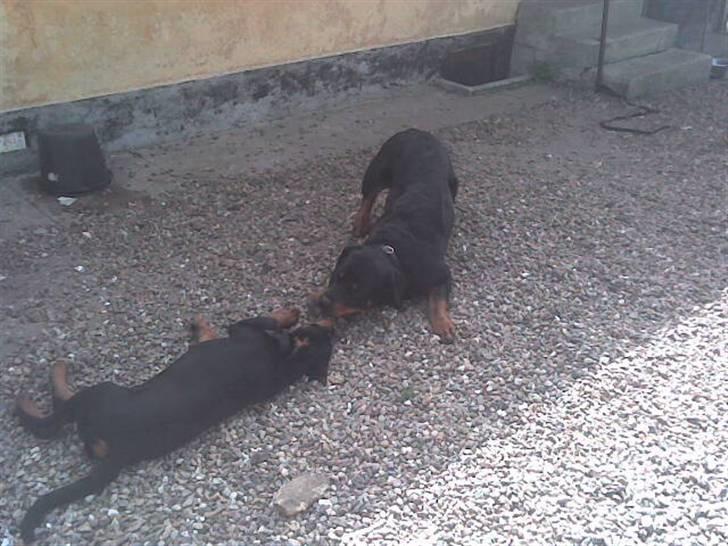 Rottweiler basse billede 17