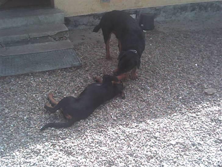 Rottweiler basse billede 18