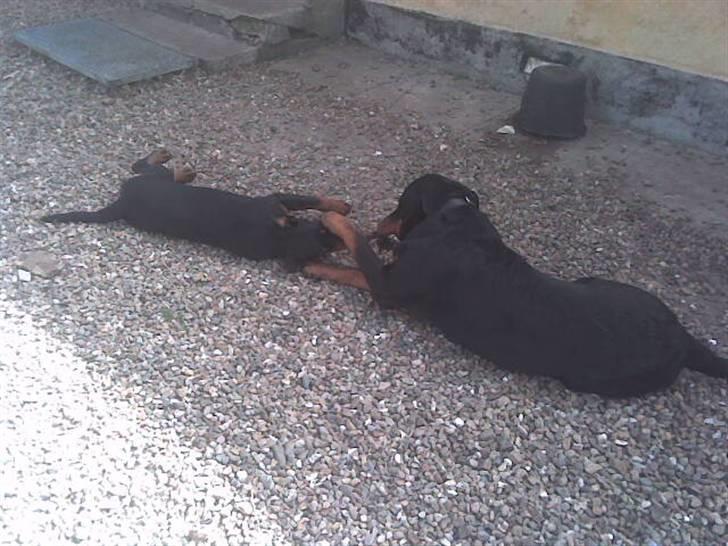 Rottweiler basse billede 19