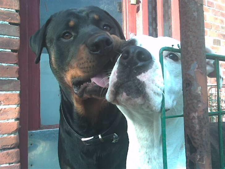 Rottweiler basse billede 20