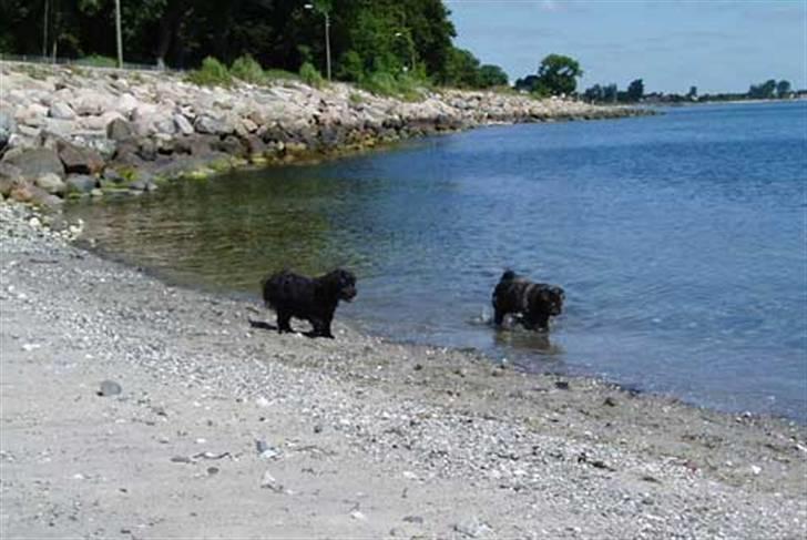 Mops / Griffon.....Otto - på stranden i århus, sammen med min søster på snart 16 år. 2008 billede 15