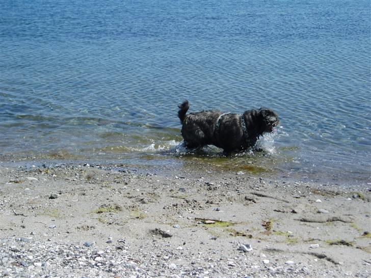 Mops / Griffon.....Otto - åhh jeg elsker vand, kan lege i timevis. 2008 billede 16