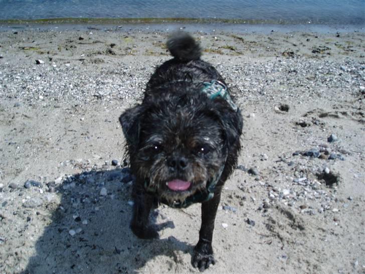 Mops / Griffon.....Otto - er du der endnu :-) 2008 billede 17