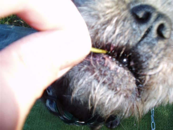 Mops / Griffon.....Otto - elsker mad, også kirsebær. 2008 billede 18