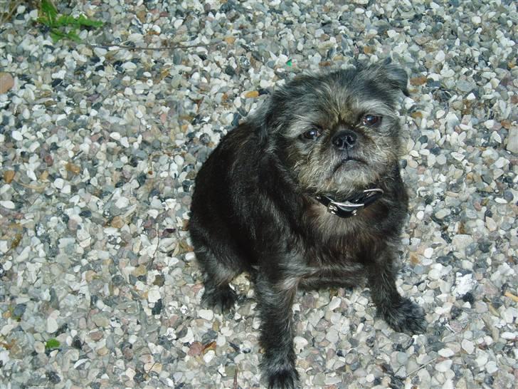 Mops / Griffon.....Otto - åhh dejligt at være en Otto. 2007 billede 19