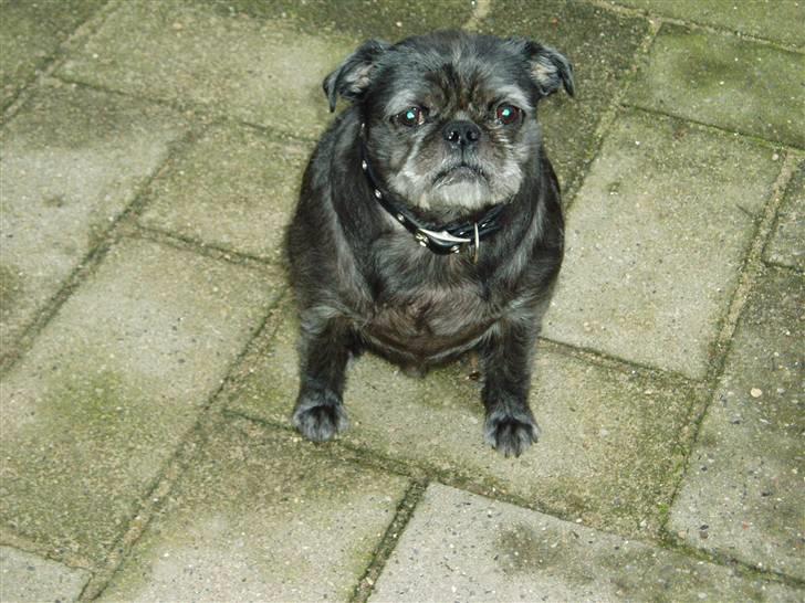 Mops / Griffon.....Otto - uhadada, dejligt at være nyklippet, det elsker jeg. 2008 billede 20