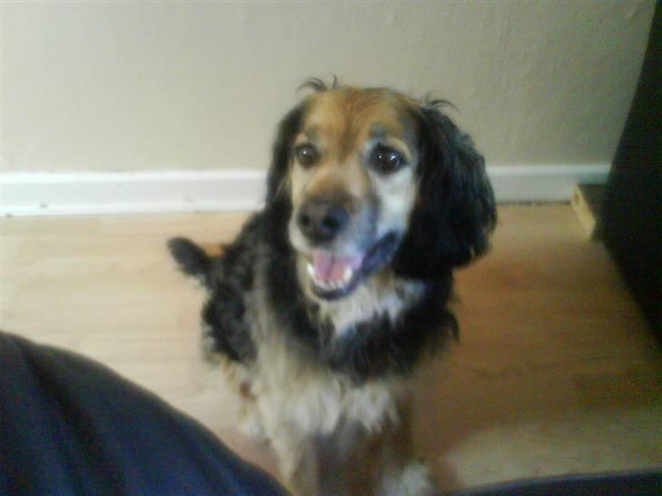 Blanding af racer Balder *fået andet hjem* - mor... se hvad jason laver, må han godt det ?????!!!!??? billede 7