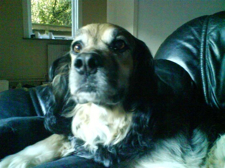 Blanding af racer Balder *fået andet hjem* - god bid???? billede 9