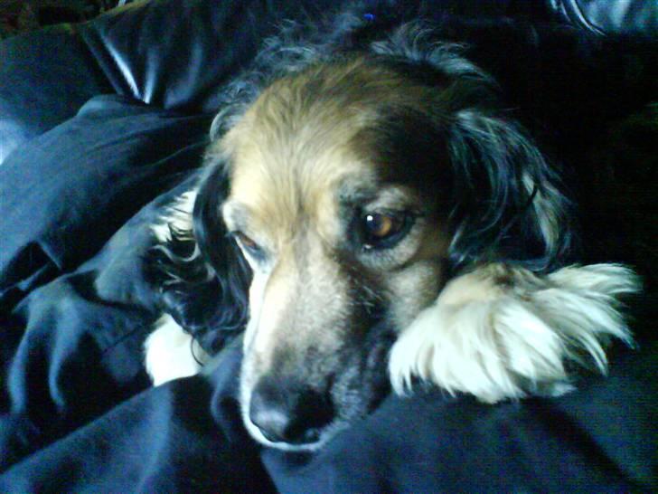 Blanding af racer Balder *fået andet hjem* - shhhh lad mig være jeg sover billede 10