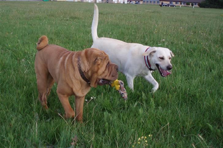 Shar pei Mango - Mango med kæresten luna (hun er også her på HG) billede 19