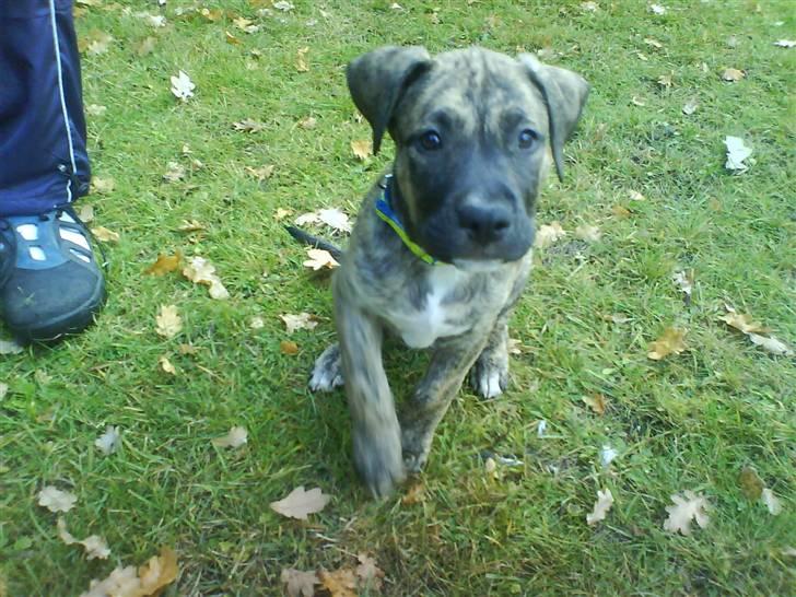 Blanding af racer Csibész - NYT! 3/10/08  Hej Jeg er bare så frisk  billede 1