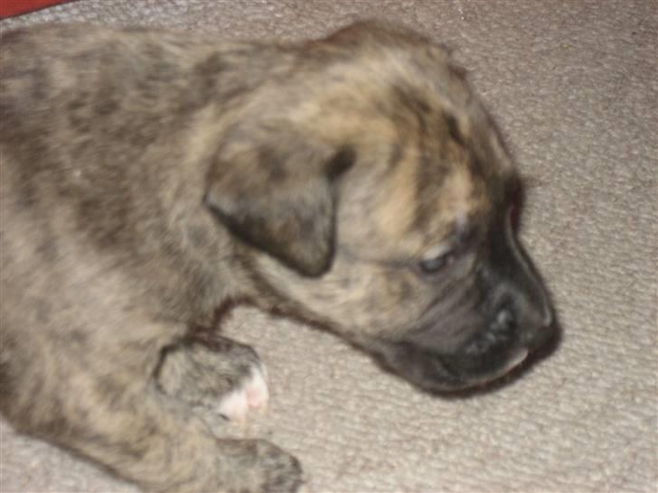 Blanding af racer Csibész - jaaa jeg er nede  billede 2