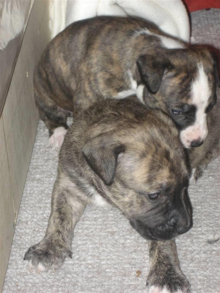 Blanding af racer Csibész - Min søster Lucy og jeg leger  billede 3