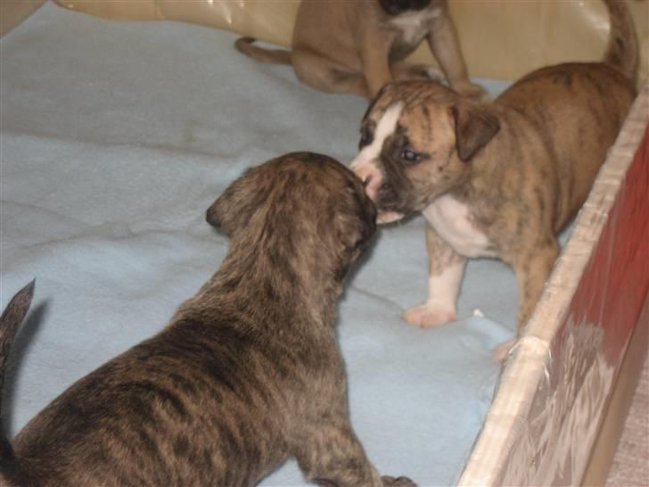 Blanding af racer Csibész - Dezzy og jeg leger/slås (med lyd på hehe) billede 4