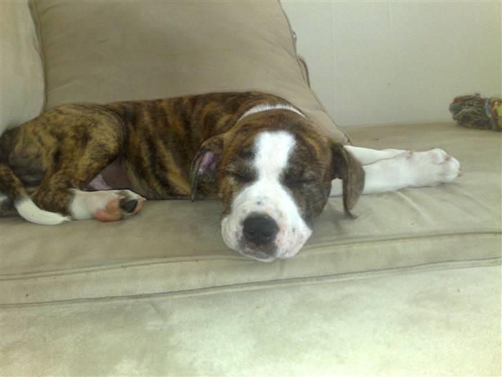 Amerikansk staffordshire terrier Lou - Slapper bare lidt af .. billede 2