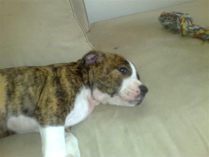 Amerikansk staffordshire terrier Lou - La´ mig nu sove :P billede 3