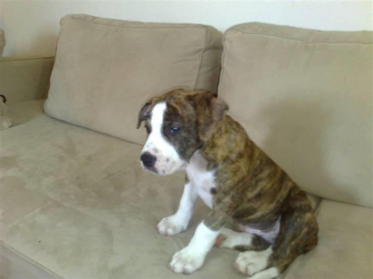 Amerikansk staffordshire terrier Lou billede 5