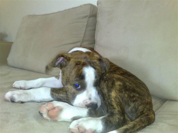 Amerikansk staffordshire terrier Lou billede 6