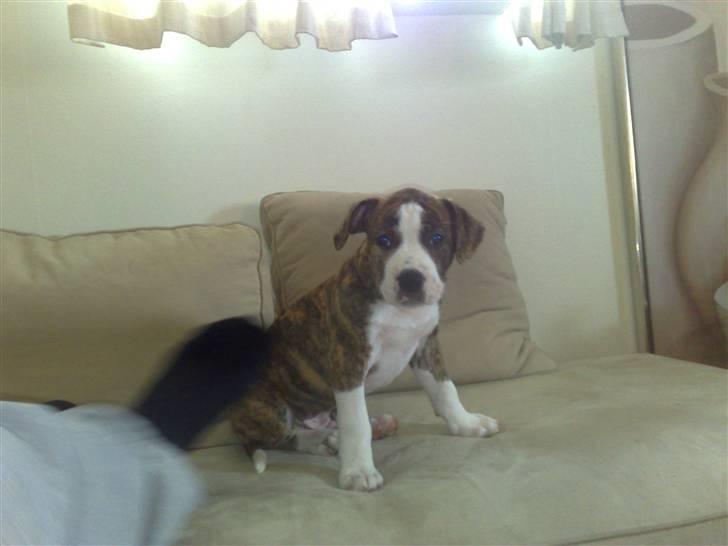 Amerikansk staffordshire terrier Lou billede 8