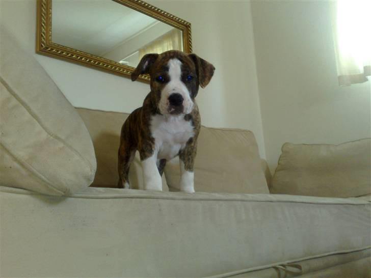 Amerikansk staffordshire terrier Lou billede 10