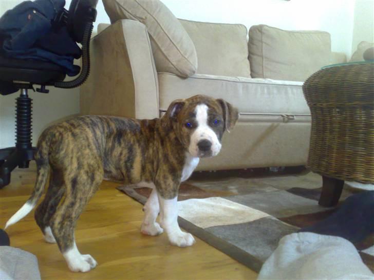 Amerikansk staffordshire terrier Lou billede 11