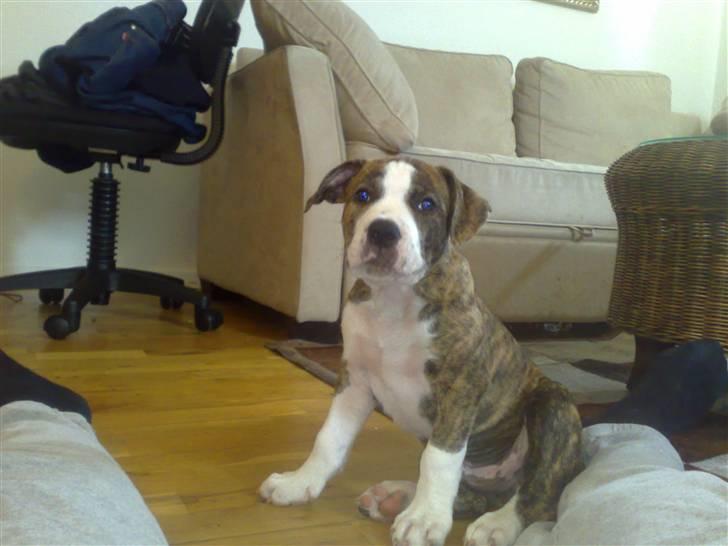 Amerikansk staffordshire terrier Lou billede 12