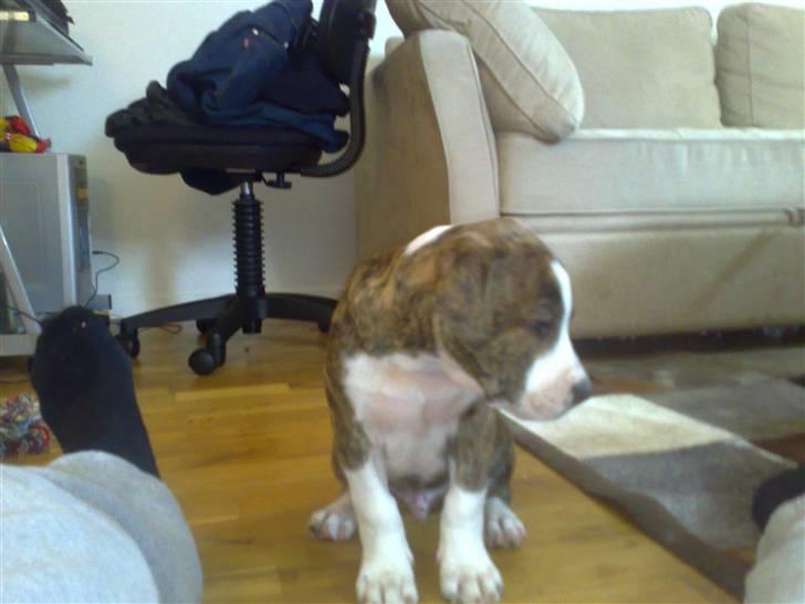 Amerikansk staffordshire terrier Lou billede 13