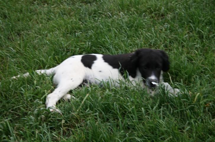 Field Trial spaniel Felix - Da jeg så ham første gang billede 1