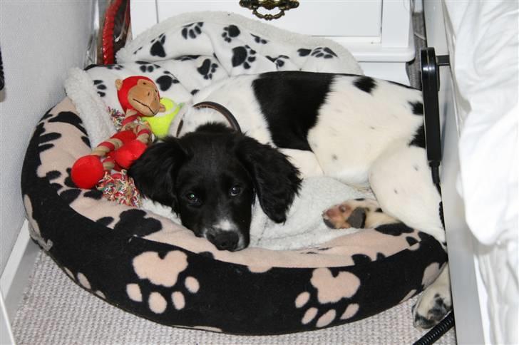 Field Trial spaniel Felix - Putter med mine bamser. billede 3