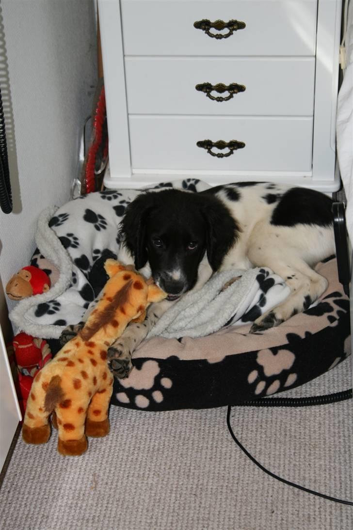 Field Trial spaniel Felix - Jeg er fræk. billede 4